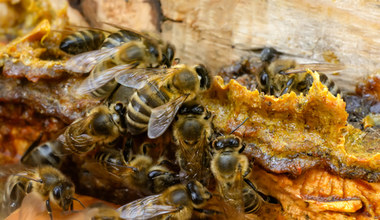 Wosk pszczeli - właściwości zdrowotne i zastosowanie w medycynie naturalnej