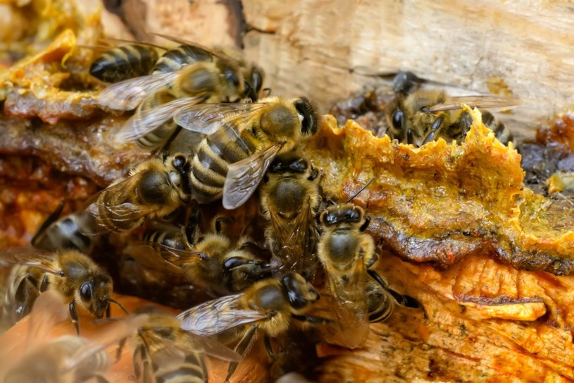 Wosk pszczeli  wykazuje właściwości antybiotyczne, leczy zmiany skórne i trądzik /123RF/PICSEL