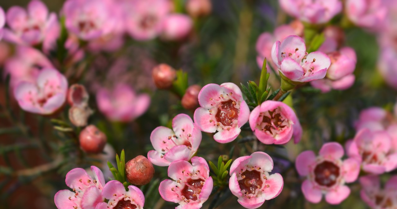 Woskówkę wyróżniają subtelne, woskowe kwiaty o kolorze różowym, fioletowym lub białym /Pixel