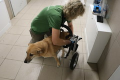 Wózki dla niepełnosprawnych psów w schronisku  