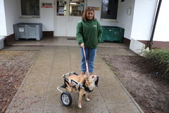 Wózki dla niepełnosprawnych psów w schronisku  