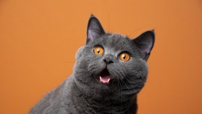 Wpadł, bo krzyczał na kota. Odpowie za posiadanie narkotyków