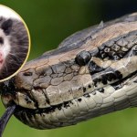 Wpadli na zaskakujący pomysł. W walce z inwazją węży poświęcą małe ssaki