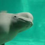białucha arktyczna Wpłynęła do rzeki niedaleko stolicy. Naukowcy zachodzą w głowę