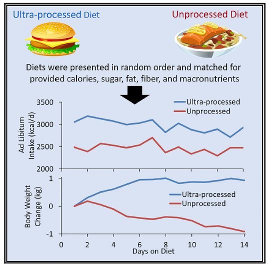 Wpływ rodzaju posiłku na ilość przyjmowanych kalorii i wagę /Hall et al./Cell Metabolism /Materiały prasowe