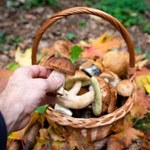 Wprawieni grzybiarze robią to w lesie. Zbierają tylko zdrowe grzyby