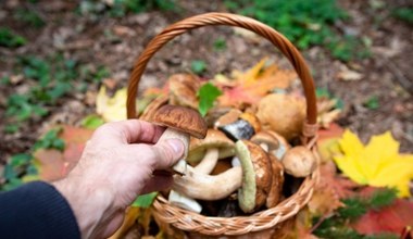 Wprawieni grzybiarze robią to w lesie. Zbierają tylko zdrowe grzyby