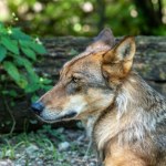 Wprowadzają nowy plan "Wataha". To przełom w kwestii wilków