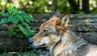 Wprowadzają nowy plan "Wataha". To przełom w kwestii wilków