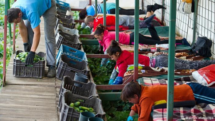 Wprowadzenie płacy minimalnej może oznaczać koniec upraw ogórków i pracy sezonowej w Niemczech /Deutsche Welle