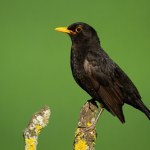 Wprowadzili zakaz i konsekwencje dla ptaków śpiewających są natychmiastowe