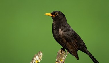 Wprowadzili zakaz i konsekwencje dla ptaków śpiewających są natychmiastowe