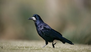 Wraca sprawa gniazd gawronów ze Świebodzina. Zwolniono ważnego urzędnika