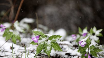Wraca zima? Deszcz ze śniegiem i spadek temperatury 