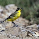 quiz Wracają do Polski po zimie. Rozpoznajesz te ptaki wędrowne?