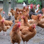 Wracamy na chiński rynek. Minister rolnictwa podpisał ważną umowę