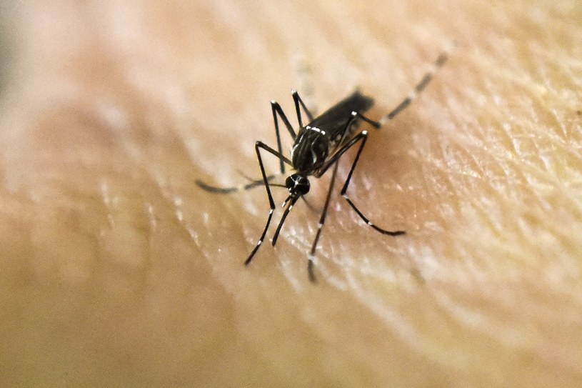 Wraz z sezonem na komary w Europie "możliwość lokalnej transmisji w powiązaniu z prawdopodobnymi zakażeniami drogą płciową mogą przełożyć się na znaczący wzrost liczby osób zakażonych Ziką /AFP