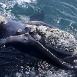 Wreszcie dobre wieści. Jeden z najrzadszych wielorybów odradza się