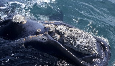 Wreszcie dobre wieści. Jeden z najrzadszych wielorybów odradza się
