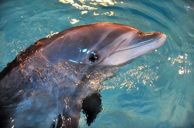 Wreszcie porozmawiamy z delfinami /AFP