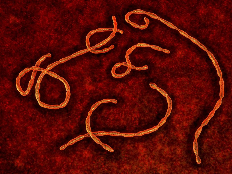Wreszcie uda nam się pokonać wirusa Ebola? /123RF/PICSEL