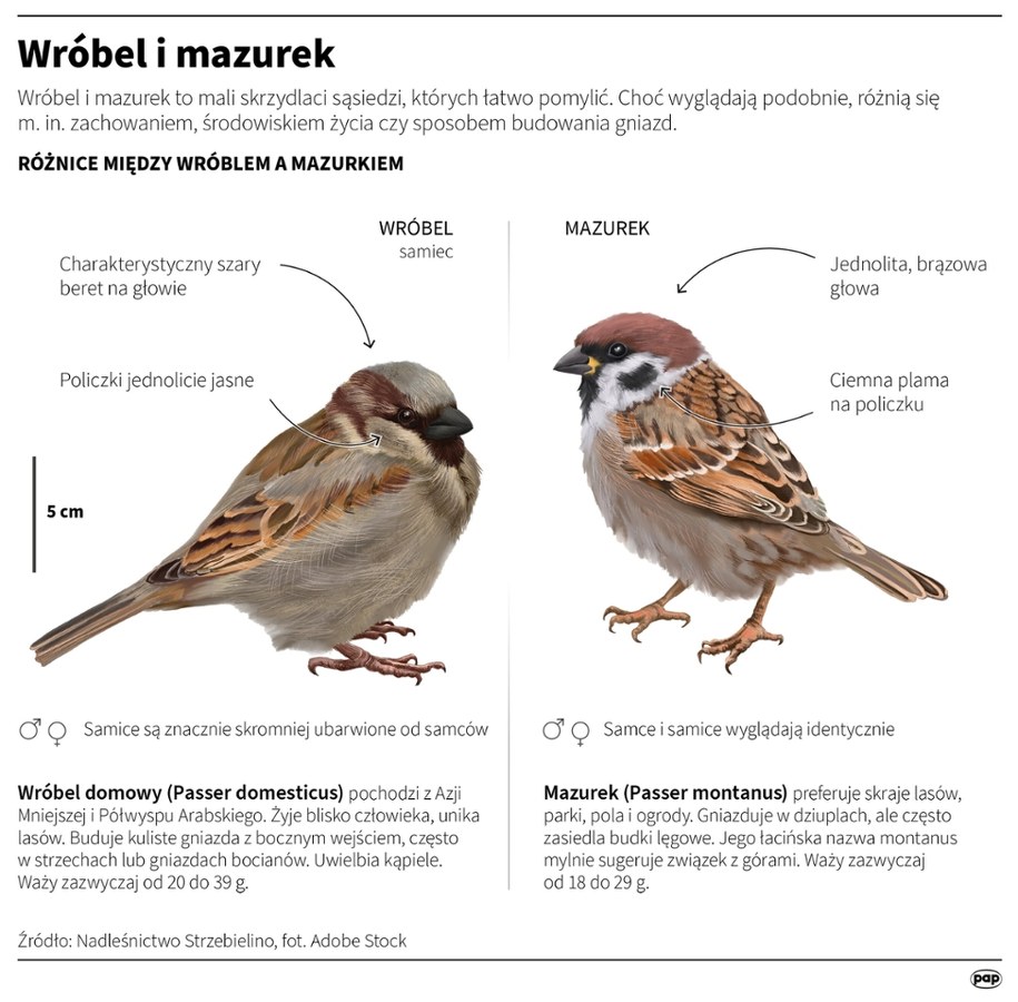 Wróbel i mazurek /Mateusz Krymski /PAP