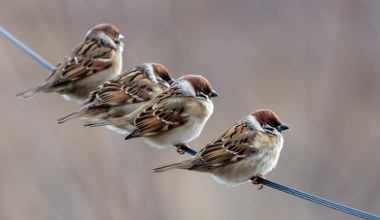 Wróble siedzą na liniach pod napięciem i nic. Inne ptaki giną. O co chodzi?