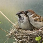 Wróble znikają na naszych oczach. Do dotychczasowych zagrożeń doszło nowe