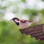 Wróble znikają z Polski. Gdy ich zabraknie, czeka nas katastrofa