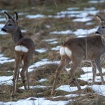 Wrócą polowania z dziećmi? "Powodują szkody w psychice"