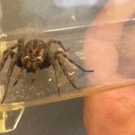 Wrócił z urlopu w Chorwacji. Przywiózł jadowitego pająka w bagażniku