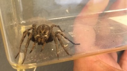 Wrócił z urlopu w Chorwacji. Przywiózł jadowitego pająka w bagażniku