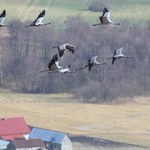 Wróciły do Polski i zakładają gniazda. Młode przyjdą na świat wcześniej niż zwykle