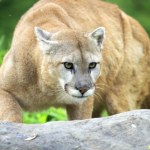 Wróciły tam, gdzie dawno ich nie było. Obrały sobie za cel nietypowe ofiary