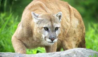 Wróciły tam, gdzie dawno ich nie było. Obrały sobie za cel nietypowe ofiary