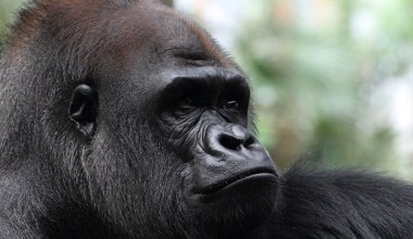 Wróciły znad krawędzi, ogromny sukces. Ale pojawił się nowy problem