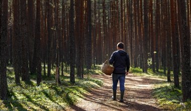 Wrócisz z lasu z pełnym koszem grzybów. Wystarczy, że zajrzysz pod te drzewa 