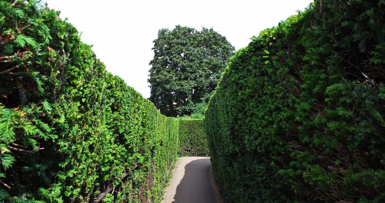 Wrocław ma swój labirynt. Znajduje się w parku Brochowskim. /123RF/Picsel, 123RF/Picsel /Pixel