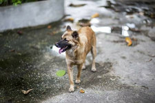Wrocław: Mężczyzna wyrzucił przez okno psa