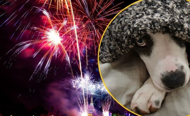 Wrocław nie strzela. Zakaz fajerwerków w całym mieście 