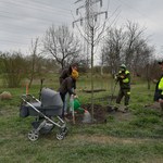 Wrocław: Posadź drzewo, by uczcić narodziny dziecka. Zapisy trwają