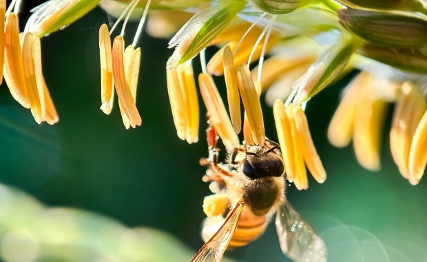 Wrocław: Pszczoły z pergoli pod Halą Stulecia już w nowym domu 