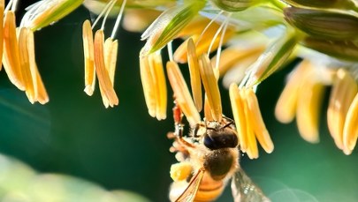 Wrocław: Pszczoły z pergoli pod Halą Stulecia już w nowym domu 