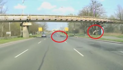 Wrocław: Rozpędzony jeleń wskoczył na jezdnię wprost w motocyklistę 