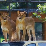 Wrocław szykuje się na podtopienia. W 1997 r. trzeba było ratować nawet zoo