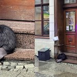 Wrocław. Zbłąkany bóbr czekał na pomoc pod sklepem