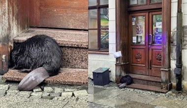 Wrocław. Zbłąkany bóbr czekał na pomoc pod sklepem