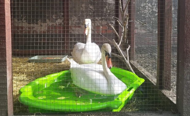 Wrocławska Ekostraż apeluje: Nie karmcie ptaków chlebem