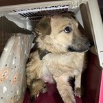 Wrocławska fundacja ratuje psy z ogarniętej wojną Ukrainy