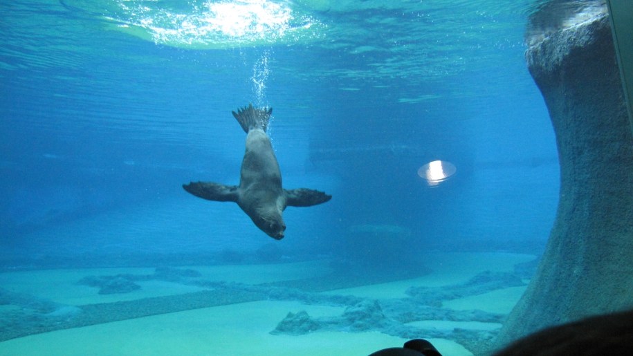 Wrocławskie Afrykarium już oficjalne otwarte /Bartłomiej Paulus /RMF FM